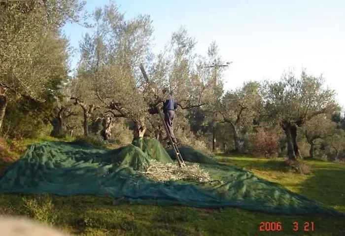 Frühstückspension Hellas Palace Center Sparta