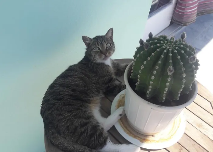 住宿加早餐酒店 Hellas Palace Center 斯巴达