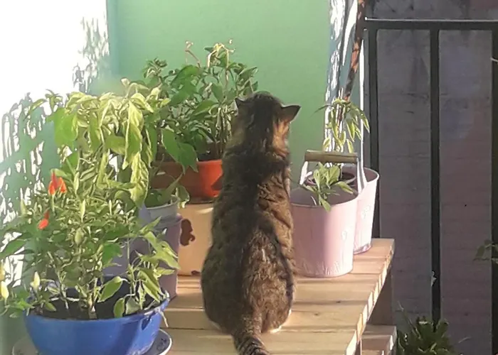 Hellas Palace Center Alojamento de Acomodação e Pequeno-almoço