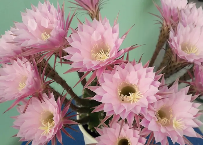 Hellas Palace Center Frühstückspension Sparta