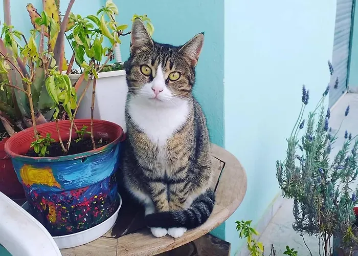 Hellas Palace Center Alojamento de Acomodação e Pequeno-almoço